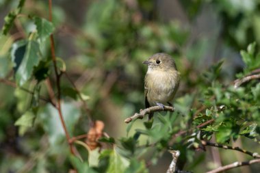 Hutton 'ın Vireo kuşu MÖ Richmond Kanada' da, 