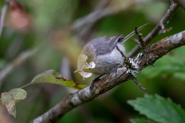 Bushtit Mangiare Phantom Hemlock Looper Falene Richmond Canada — Foto Stock