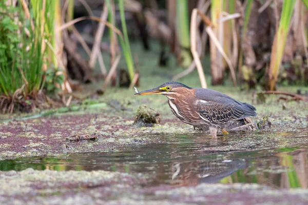 Green Heron Bird Richmond Canada — стокове фото