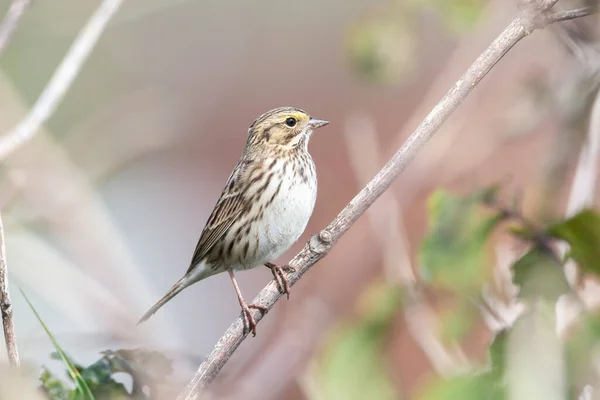Savannah Sparrow Kuşu Richmond Kanada — Stok fotoğraf