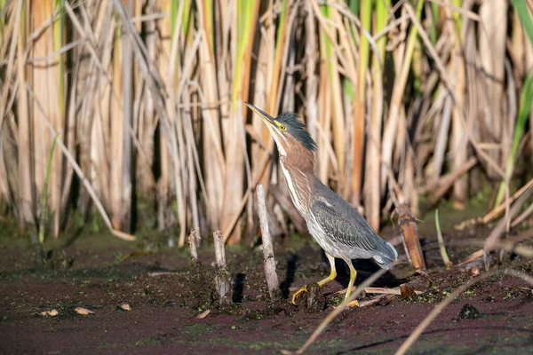 Groene Reiger Vogel Bij Richmond Canada — Stockfoto