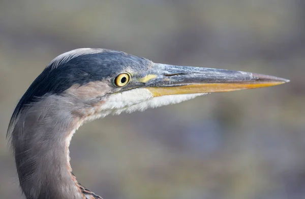 Great Blue Heron Richmond Canada — Stock Photo, Image