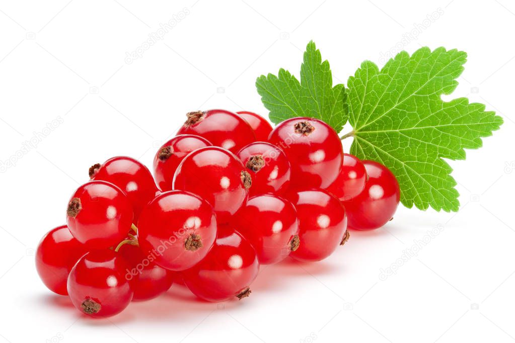 Red currant berries  isolated on the white background.