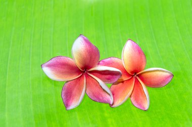 Mavi, beyaz arka planda bardaktan su sıçratır..