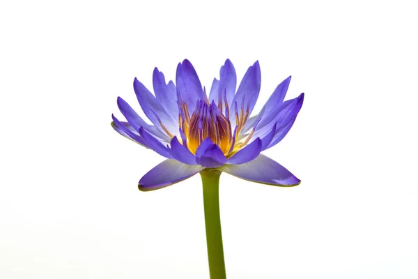 Beautiful Purple Waterlily Lotus Flower Isolated White — Stock Photo, Image