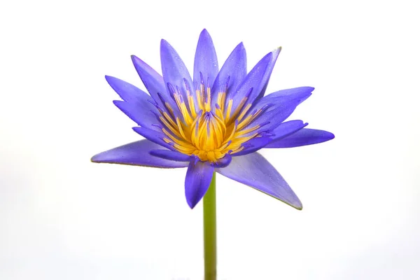 Beautiful Purple Waterlily Lotus Flower Isolated White — Stock Photo, Image