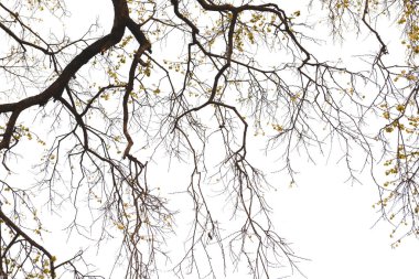 Beyaz arkaplanda yapraksız ağaç dalları izole edilmiş