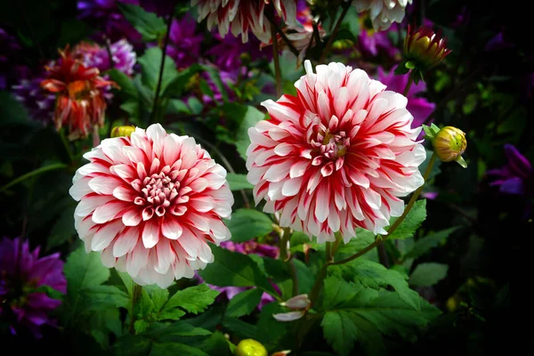 Bela Flor Dahlia Close Flor Dahlia Plena Floração Jardim — Fotografia de Stock