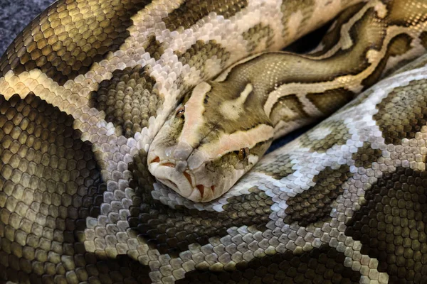 비단뱀의 — 스톡 사진