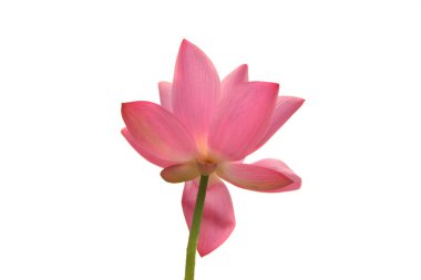 Güzel pembe su nilüferleri ya da beyaz nilüfer çiçekleri.