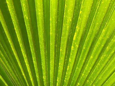 Yeşil yaprakların arkaplanını kapat