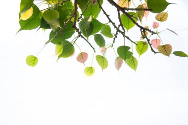 Bodhi beyaz arka planda ya da Budist için kutsal ağaç Bodhi ağacından Peepal Leaf 'te yapayalnız kalır.