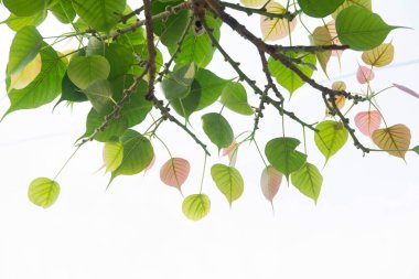 Bodhi beyaz arka planda ya da Budist için kutsal ağaç Bodhi ağacından Peepal Leaf 'te yapayalnız kalır.