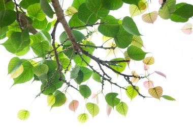 Bodhi beyaz arka planda ya da Budist için kutsal ağaç Bodhi ağacından Peepal Leaf 'te yapayalnız kalır.