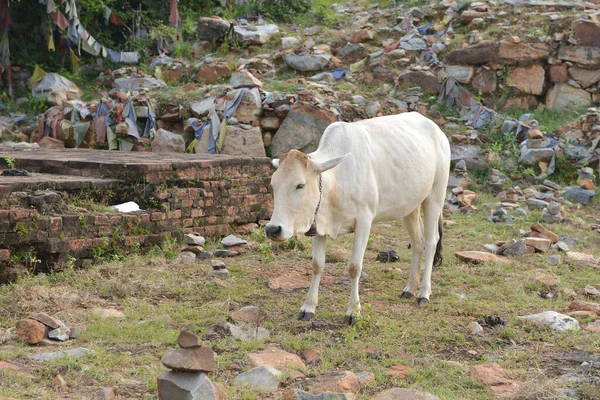 Αγελάδα Που Περπατά Στην Ύπαιθρο — Φωτογραφία Αρχείου
