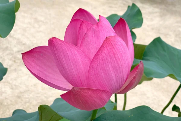 Schöne Rosa Seerose Oder Lotusblume Mit Grünem Blatt Teich — Stockfoto