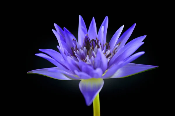 Güzel Mor Nilüfer Çiçeği Siyah Arkaplanda — Stok fotoğraf