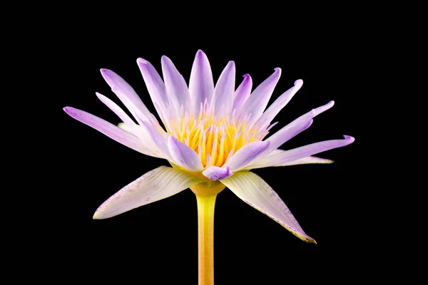 Güzel Pembe Lotus Çiçeği Siyah Arkaplanda — Stok fotoğraf