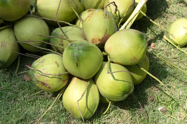 Hromada Zeleného Kokosu Tropické Ovoce Pro Zdravé Stravování — Stock fotografie