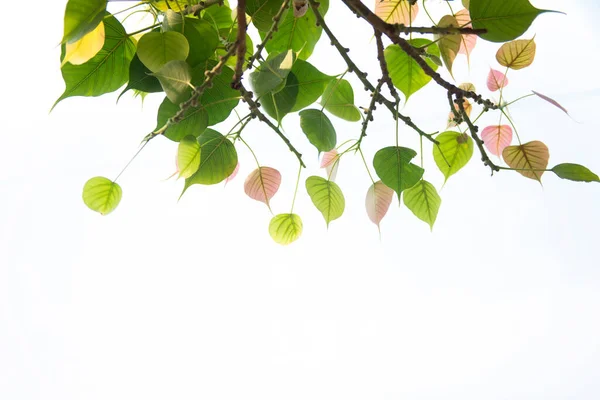 Hojas Bodhi Aisladas Sobre Fondo Blanco Hoja Peepal Del Árbol —  Fotos de Stock