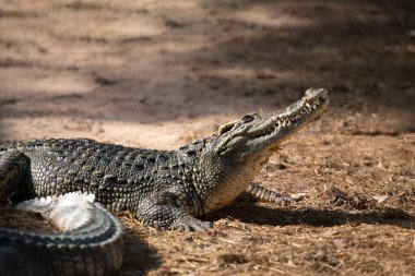 Tayland 'daki timsah çiftliğinde büyük bir timsahın yanına.