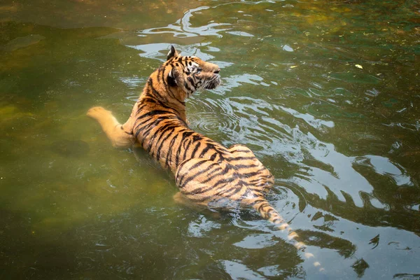 Fechar Sumatra Tigre Água — Fotografia de Stock