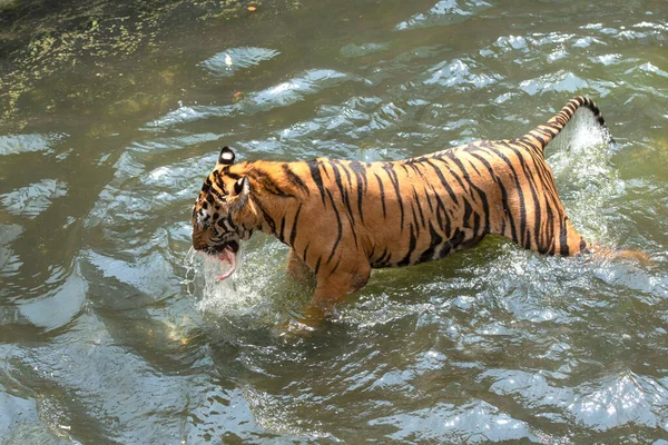 Sumatra Tigre Comendo Sua Refeição Água — Fotografia de Stock