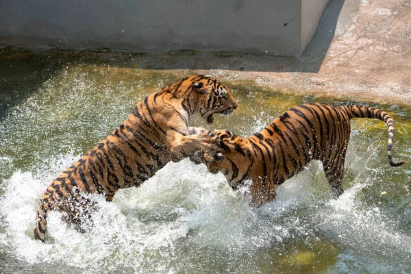 Dois Tigres Siberianos Luta Uns Com Outros Água — Fotografia de Stock