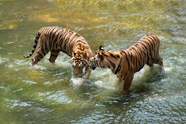 Два Сибирских Тигра Бою Друг Другом Воде — стоковое фото
