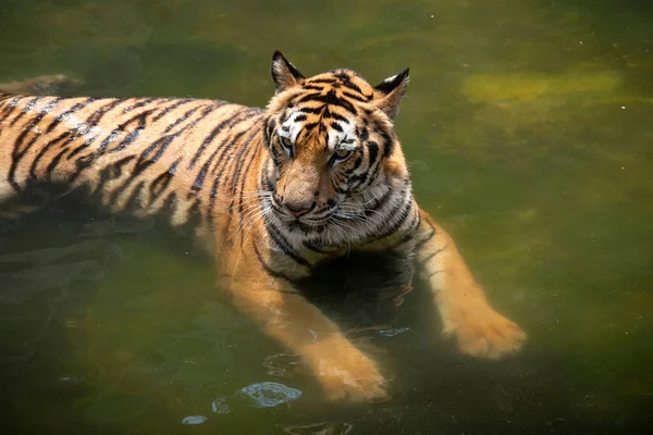 Gros Plan Tigre Sumatra Dans Eau — Photo