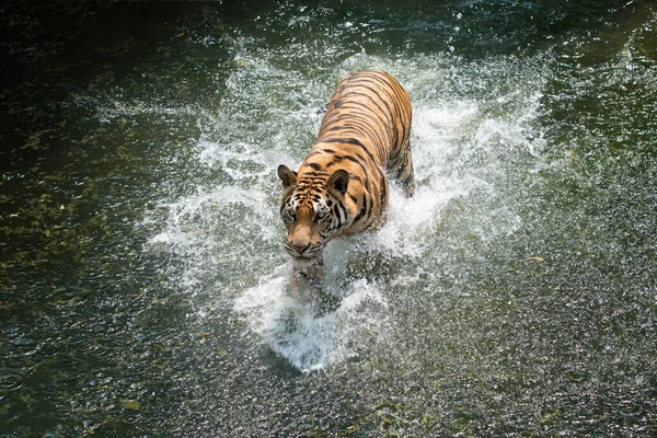 Tigre Siberiano Correndo Água Tigre Com Respingo Água — Fotografia de Stock