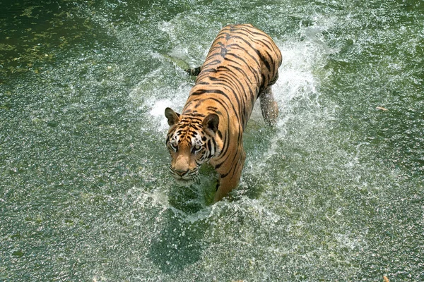 Tigre Siberiano Correndo Água Tigre Com Respingo Água — Fotografia de Stock