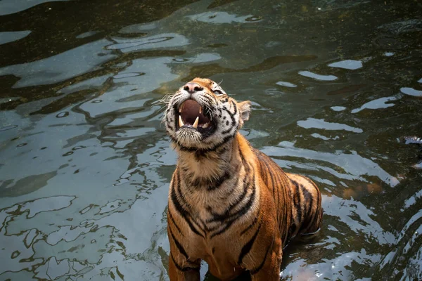 Szibériai Tigris Ami Felugrik Hogy Elkapjon Egy Darab Húst — Stock Fotó