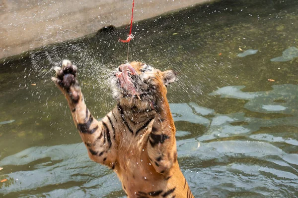 Tigre Siberiano Que Salta Para Pegar Pedaço Carne — Fotografia de Stock
