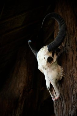 Eski bir evin önünde süslenmiş Asya su bufalosu kafatası.