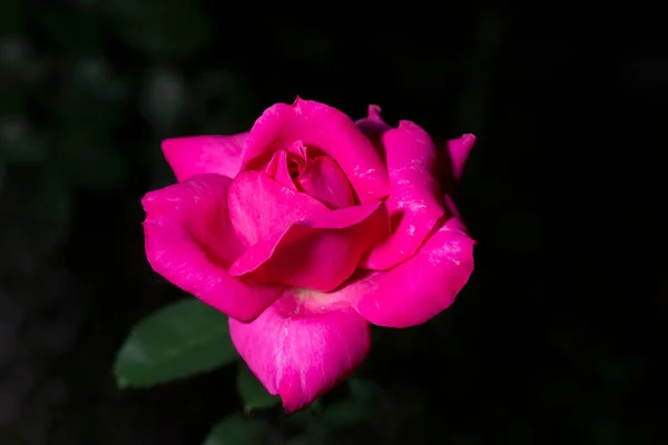 Beautiful Pink Rose Flower Blooming Roses Garden — Stock Photo, Image