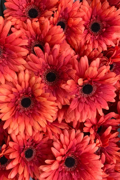 Kırmızı Gerbera Çiçekleri Arka Planı — Stok fotoğraf