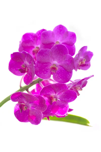 Beautiful Purple Orchid Flowers Isolated White Background — Stock Photo, Image