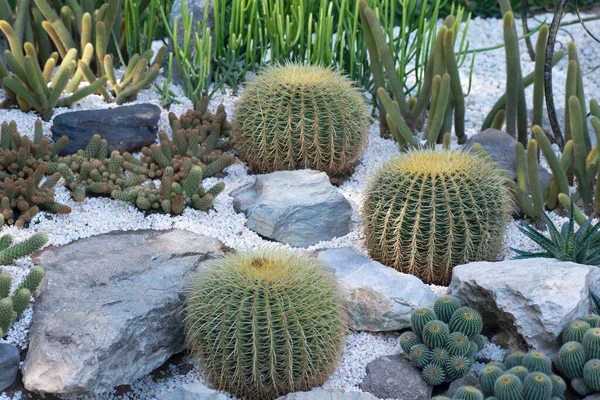 Bella Pianta Cactus Verde Giardino — Foto Stock