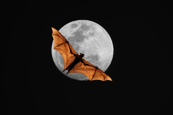 用蝙蝠对着月亮飞行 — 图库照片