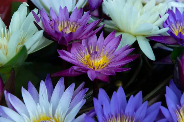 Renkli Nilüfer Çiçekleri Açıyor — Stok fotoğraf