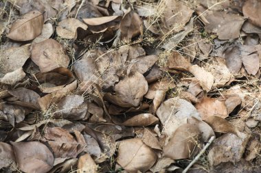 Arkaplanda kuru yapraklar. 