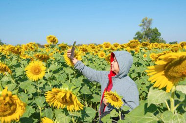 Ayçiçeği tarlasında tek başına duran bir kadın. Akıllı telefonu elinde tutmak ve selfie çekmek..