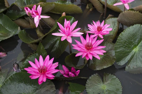 Beautiful Pink Waterlily Pond — Stock Photo, Image