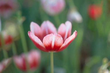 Renkli lalelerin kapanışı çiçek açan yumuşak odak bulanık arkaplan.