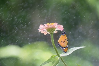 Mavi renkli çiçeklerin üzerinde oturan kanatlı güzel kelebek.