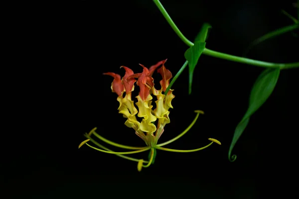 Flor Vermelha Amarela Flame Lily Escalada Lily Rastejando Lily Glória — Fotografia de Stock