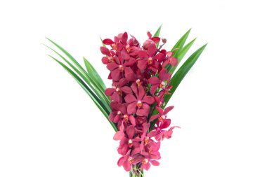 Siyah arka planda açan pembe çiçekler. Dört yönlü çiçekler ya da çiçek açan Hippeastrum.