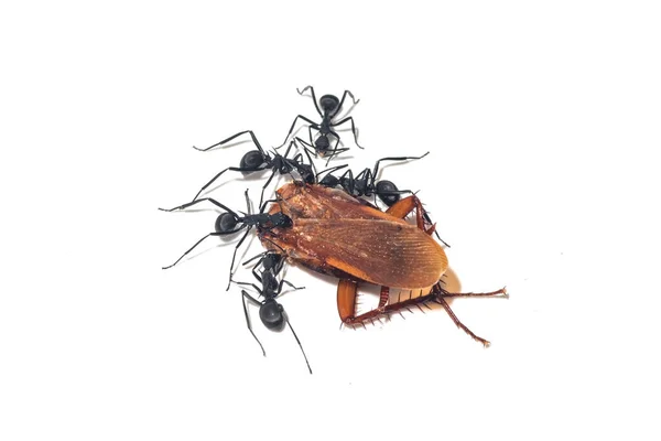 Ants Carrying Dead Cockroach Food — Stock Photo, Image