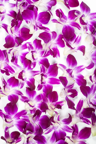 Seamless Background Orchids — Stock Photo, Image